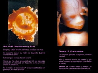 Días 71-90, (Semanas once y doce) Respira y exhala el fluido amniótico. Aparecen las uñas. Se despierta cuando su madre se despierta. Duerme cuando ella duerme. Está tranquilo cuando ella está serena. Siente que ha estado preocupada por él, con esa vaga sensación de ansiedad tan frecuente en los primeros meses de embarazo. Es el miedo a lo "desconocido", la responsabilidad de ser portadora de una nueva vida. Semana 16, (Cuatro meses) Los órganos genitales se aprecian con toda claridad. Abre y cierra las manos, da patadas y gira sobre si mismo (aunque todavía no lo siente la madre). Semana 18 , (cuatro meses y medio): ya funcionan las cuerdas vocales; puede llorar. 