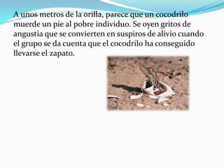 A unos metros de la orilla, parece que un cocodrilo
muerde un pie al pobre individuo. Se oyen gritos de
angustia que se convierten en suspiros de alivio cuando
el grupo se da cuenta que el cocodrilo ha conseguido
llevarse el zapato.
 