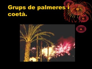 Grups de palmeres i
coetà.
 