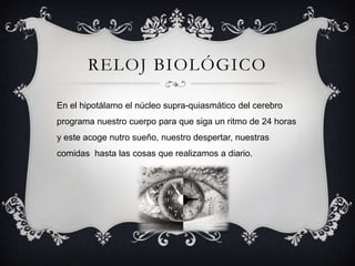 RELOJ BIOLÓGICO

En el hipotálamo el núcleo supra-quiasmático del cerebro
programa nuestro cuerpo para que siga un ritmo de 24 horas
y este acoge nutro sueño, nuestro despertar, nuestras
comidas hasta las cosas que realizamos a diario.
 