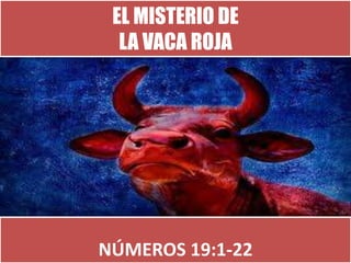 EL MISTERIO DE
LA VACA ROJA
NÚMEROS 19:1-22
 
