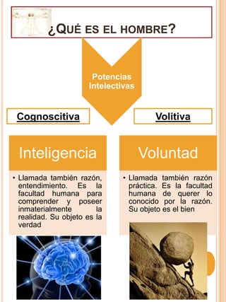 ¿Qué es el hombre?Potencias IntelectivasVolitivaCognoscitiva