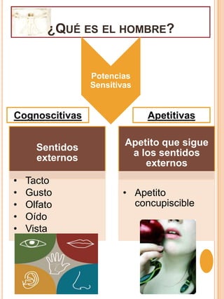¿Qué es el hombre?Potencias SensitivasApetitivasCognoscitivas