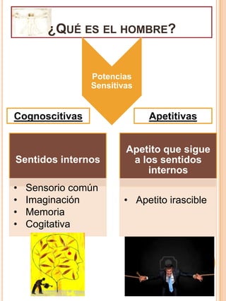 ¿Qué es el hombre?Potencias SensitivasApetitivasCognoscitivas