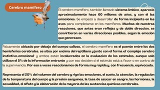 El cerebro mamífero, también llamado sistema límbico, apareció
aproximadamente hace 60 millones de años, y con él las
emociones. Se empezó a desarrollar de forma incipiente en las
aves para completarse en los mamíferos. Muchas de nuestras
reacciones, que antes eran reflejas y de doble dirección, se
convirtieron en varias direcciones posibles, según la emoción
que generasen.
Físicamente ubicado por debajo del cuerpo calloso, el cerebro mamífero es el puente entre los dos
hemisferios cerebrales, se sitúa por encima del reptiliano y junto con él forma el "complejo cerebro
instintivo-emocional" y ambos están involucrados en la evaluación de los estímulos, aunque solo
utilizan el 5% de la información entrante y con eso deciden si el estímulo está a favor o en contra de
la supervivencia. Por eso a veces reaccionamos de forma muy rápida y, con frecuencia, equivocada.
Representa el 20% del volumen del cerebro y rige las emociones, el sueño, la atención, la regulación
de la temperatura del cuerpo y la presión sanguínea, la tasa de azúcar en sangre, las hormonas, la
sexualidad, el olfato y la elaboración de la mayoría de las sustancias químicas cerebrales.
Cerebro mamífero
 