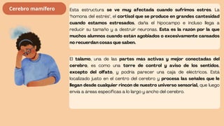 Esta estructura se ve muy afectada cuando sufrimos estrés. La
"homona del estrés", el cortisol que se produce en grandes cantesidad
cuando estamos estresados, daña el hipocampo e incluso llega a
reducir su tamaño y a destruir neuronas. Esta es la razón por la que
muchos alumnos cuando están agobiados o excesivamente cansados
no recuerdan cosas que saben.
El tálamo, una de las partes más activas y mejor conectadas del
cerebro, es como una torre de control y aviso de los sentidos,
excepto del olfato, y podría parecer una caja de eléctricos. Está
localizado justo en el centro del cerebro y procesa las señales que le
llegan desde cualquier rincón de nuestro universo sensorial, que luego
envía a áreas específicas a lo largo y ancho del cerebro.
Cerebro mamífero
 