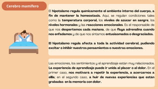 El hipotálamo regula químicamente el ambiente interno del cuerpo, a
fin de mantener la homeostasis. Aquí, se regulan condiciones tales
como la temperatura corporal, los niveles de azúcar en sangre, los
niveles hormonales y las reacciones emocionales. Es el responsable de
que nos despertemos cada mañana, de que fluya adrenalina cuando
nos enfadamos y de que nos sintamos entusiasmados o desgraciados.
El hipotálamo regula afecta a toda la actividad cerebral, pudiendo
excitar o inhibir nuestros pensamientos o nuestras emociones.
Las emociones, los sentimientos y el aprendizaje están muy relacionados.
La experiencia de aprendizaje puede ir unida al placer o al dolor. En el
primer caso, nos motivará a repetir la experiencia, a acercarnos a
ellla; en el segundo caso, a huir de nuevas experiencias que están
grabadas en la memoria con dolor.
Cerebro mamífero
 