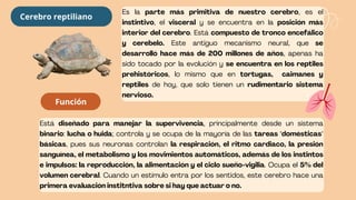Es la parte más primitiva de nuestro cerebro, es el
instintivo, el visceral y se encuentra en la posición más
interior del cerebro. Está compuesto de tronco encefálico
y cerebelo. Este antiguo mecanismo neural, que se
desarrolló hace más de 200 millones de años, apenas ha
sido tocado por la evolución y se encuentra en los reptiles
prehistóricos, lo mismo que en tortugas, caimanes y
reptiles de hoy, que solo tienen un rudimentario sistema
nervioso.
Función
Está diseñado para manejar la supervivencia, principalmente desde un sistema
binario: lucha o huida; controla y se ocupa de la mayoría de las tareas "domésticas"
básicas, pues sus neuronas controlan la respiración, el ritmo cardiaco, la presión
sanguínea, el metabolismo y los movimientos automáticos, además de los instintos
e impulsos: la reproducción, la alimentación y el ciclo sueño-vigilia. Ocupa el 5% del
volumen cerebral. Cuando un estímulo entra por los sentidos, este cerebro hace una
primera evaluación institntiva sobre si hay que actuar o no.
Cerebro reptiliano
 