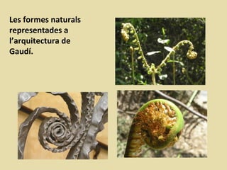 Les formes naturals
representades a
l’arquitectura de
Gaudí.
 