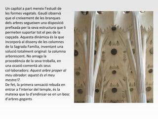 Un capítol a part mereix l’estudi de
les formes vegetals. Gaudí observà
que el creixement de les branques
dels arbres segueixen una disposició
prefixada per la seva estructura que li
permeten suportar tot el pes de la
capçada. Aquesta dinàmica és la que
incorporà al disseny de les columnes
de la Sagrada Família, inventant una
solució totalment original: la columna
arborescent. No amaga la
procedència de la seva troballa, en
una ocasió comentà als seus
col·laboradors: Aquest arbre proper al
meu obrador: aquest és el meu
mestre!7.
De fet, la primera sensació rebuda en
entrar a l’interior del temple, és la
mateixa que la d’endinsar-se en un bosc
d’arbres gegants
 