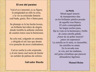 El ave del paraíso Ved el ave inmortal, es su figura; la antigüedad un silfo la creía, y la vio su extasiada fantasía cual hada, genio, flor o llama pura. Su plumaje es la luz hecha locura, un brillante hervidero de alegría donde tiembla la ardiente sinfonía de cuantos tonos casa la hermosura. Su cola real, colgando en catarata; y dirigida al sol, haz que desata vivo penacho de arcos cimbradores. Curvas suelta la cola sorprende, y al aire lanza cual tazón de fuente un surtidor de palmas de colores. Salvador Rueda La Perla Mirad aquel insecto de transparentes alas en los brillantes pétalos posado de aquella rosa blanca. El cielo contemplando las largas noches pasa, fija la vista en la hermosura y brillo de cierta estrella pálida. ¡Amor de un pobre insecto! ¡amor sin esperanza! La estrella no lo mira, es insensible;  las estrellas no aman. En la nevada rosa se ven, por las mañanas, mil gotas cristalinas que parecen abrasadoras lágrimas. Manuel Reina   