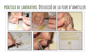 pràctica de laboratori.Dissecció de la flor d’ametller
 