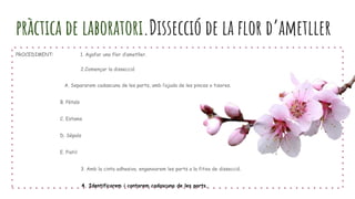 PROCEDIMENT: 1. Agafar una flor d’ametller.
2.Començar la dissecció
A. Separarem cadascuna de les parts, amb l’ajuda de les pinces o tisores.
B. Pètals
C. Estams
D. Sèpals
E. Pistil
3. Amb la cinta adhesiva, enganxarem les parts a la fitxa de dissecció.
4. Identificarem i contarem cadascuna de les parts.
pràctica de laboratori.Dissecció de la flor d’ametller
 