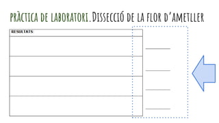 pràctica de laboratori.Dissecció de la flor d’ametller
 