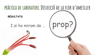 pràctica de laboratori.Dissecció de la flor d’ametller
I si ho miram de … prop?
RESULTATS
 