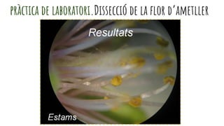 pràctica de laboratori.Dissecció de la flor d’ametller
 