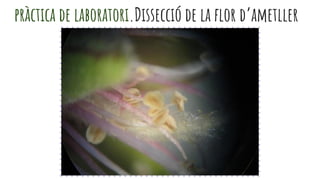pràctica de laboratori.Dissecció de la flor d’ametller
 