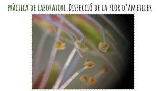 pràctica de laboratori.Dissecció de la flor d’ametller
 