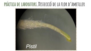 pràctica de laboratori.Dissecció de la flor d’ametller
 