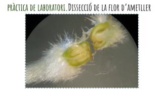 pràctica de laboratori.Dissecció de la flor d’ametller
 