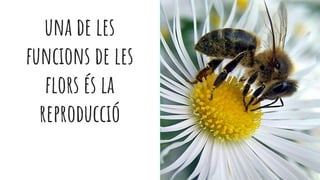 una de les
funcions de les
flors és la
reproducció
 