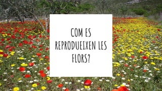 COM ES
REPRODUEIXEN LES
FLORS?
 