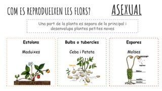 COM ES REPRODUEIXEN LES FLORS? ASEXUAL
Una part de la planta es separa de la principal i
desenvolupa plantes petites noves
Estolons
Maduixes
Bulbs o tubercles
Ceba i Patata
Espores
Molses
 