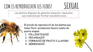 Les plantes disposen de gàmetes femenins i masculins,
que s’uneixen per formar una planta nova.
COM ES REPRODUEIXEN LES FLORS? SEXUAL
El procés de reproducció de les plantes que
tenen flors i produeixen llavors consta de
quatre etapes:
1. POL·LINITZACIÓ
2. FECUNDACIÓ
3. FORMACIÓ DE FRUITS I LLAVORS
4. GERMINACIÓ
 