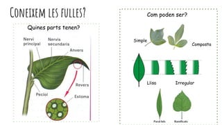 Coneixem les fulles?
Quines parts tenen?
Com poden ser?
Simple
Composta
Llisa Irregular
 