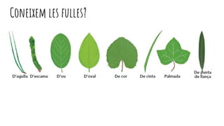 Coneixem les fulles?
 