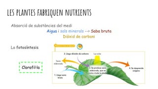 les plantes fabriquen nutrients
Absorció de substàncies del medi
Aigua i sals minerals --> Saba bruta
Diòxid de carboni
La fotosíntesis
Clorofil·la
 
