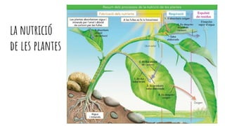 la nutrició
de les plantes
 