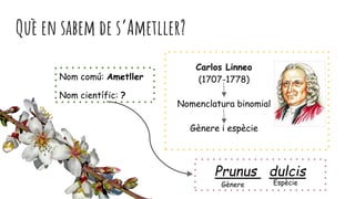 Què en sabem de s’Ametller?
Nom comú: Ametller
Nom científic: ?
Prunus dulcis
Gènere Espècie
Carlos Linneo
(1707-1778)
Nomenclatura binomial
Gènere i espècie
 