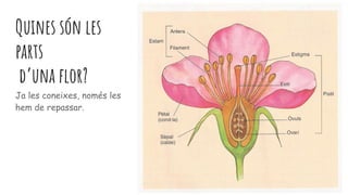 Quines són les
parts
d’una flor?
Ja les coneixes, només les
hem de repassar.
 