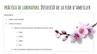 PROCEDIMENT
1. Agafar una flor d’ametller.
2. Començar la dissecció
a. Separarem cadascuna de les parts, amb l’ajuda de les pinces o tisores.
i. Pètals
ii. Estams
iii. Sèpals
iv. Pistil
b. Amb la cinta adhesiva, enganxarem les parts a la fitxa de dissecció.
pràctica de laboratori.Dissecció de la flor d’ametller
 