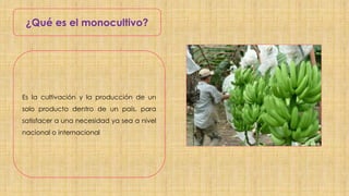 ¿Qué es el monocultivo?
Es la cultivación y la producción de un
solo producto dentro de un país, para
satisfacer a una nec...