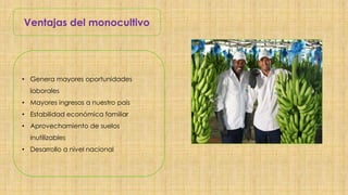 Ventajas del monocultivo
• Genera mayores oportunidades
laborales
• Mayores ingresos a nuestro país
• Estabilidad económic...