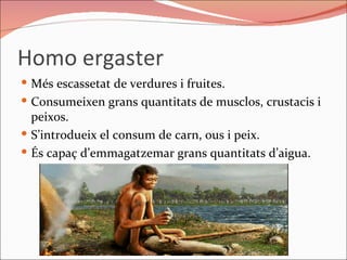 Homo ergaster Més escassetat de verdures i fruites. Consumeixen grans quantitats de musclos, crustacis i peixos.  S’introdueix el consum de carn, ous i peix. És capaç d’emmagatzemar grans quantitats d’aigua.  