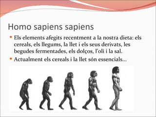 Homo sapiens sapiens Els elements afegits recentment a la nostra dieta: els cereals, els llegums, la llet i els seus derivats, les begudes fermentades, els dolços, l’oli i la sal. Actualment els cereals i la llet són essencials... 