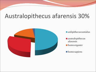 Australopithecus afarensis 30% 