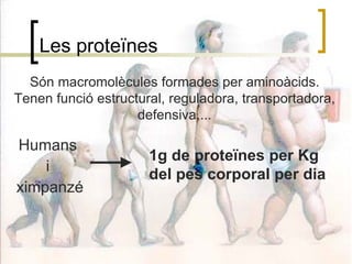 Les proteïnes Són macromolècules formades per aminoàcids. Tenen funció estructural, reguladora, transportadora, defensiva,... 1g de proteïnes per Kg del pes corporal per dia Humans  i  ximpanzé 
