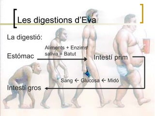 Les digestions d’Eva La digestió: Estómac Aliments + Enzims saliva = Batut Intestí prim Intestí gros Sang    Glucosa    Midó 