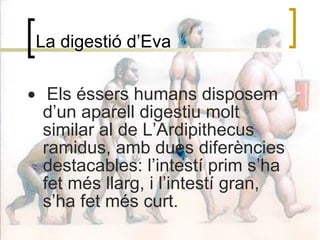 La digestió d’Eva Els éssers humans disposem d’un aparell digestiu molt similar al de L’Ardipithecus ramidus, amb dues diferències destacables: l’intestí prim s’ha fet més llarg, i l’intestí gran, s’ha fet més curt. 