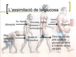 L’assimilació de la glucosa Aliments Glucosa, àcids grassos i aminoàcids Ap. digestiu Òrgans Intestí prim Alta quantitat glucosa Secreció d’insulina pàncrees Obre els canals pels quals la glucosa penetra a l’interior de les cèl·lules 