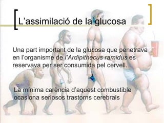 L’assimilació de la glucosa Una part important de la glucosa que penetrava en l’organisme de  l’Ardipithecus ramidus  es reservava per ser consumida pel cervell. La mínima carència d’aquest combustible ocasiona seriosos trastorns cerebrals 