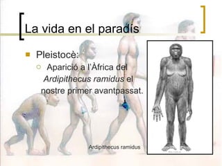 La vida en el paradís Pleistocè: Aparició a l’Àfrica del Ardipithecus ramidus  el  nostre primer avantpassat. Ardipithecus ramidus 