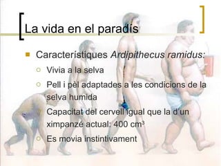 La vida en el paradís Característiques  Ardipithecus ramidus: Vivia a la selva Pell i pèl adaptades a les condicions de la selva humida Capacitat del cervell igual que la d’un ximpanzé actual: 400 cm 3 Es movia instintivament 