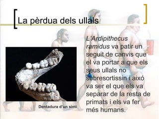 La pèrdua dels ullals L’Ardipithecus ramidus  va patir un seguit de canvis que el va portar a que els seus ullals no sobresortissin i aixó va ser el que els va separar de la resta de primats i els va fer més humans. Dentadura d’un simi 
