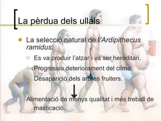 La pèrdua dels ullals La selecció natural de l ’Ardipithecus ramidus: Es va produir l’atzar i va ser hereditari. Progressiu deteriorament del clima. Desaparició dels arbres fruiters. Alimentació de menys qualitat i més treball de masticació.  