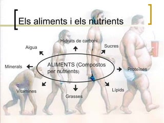Els aliments i els nutrients ALIMENTS (Compostos per nutrients ) Hidrats de carboni Sucres Proteïnes Lípids Vitamines Minerals Aigua Grasses 